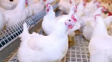 أسعار الدواجن في مصر: الفراخ البلدي تقود موجة ارتفاع جديدة بالأسواق المحلية